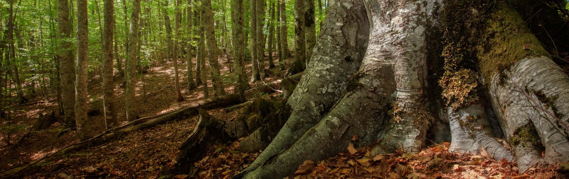 Tra i sentieri del lupo: nei boschi dell'Aspromonte per la salvaguardia  della specie • Meraviglie di Calabria