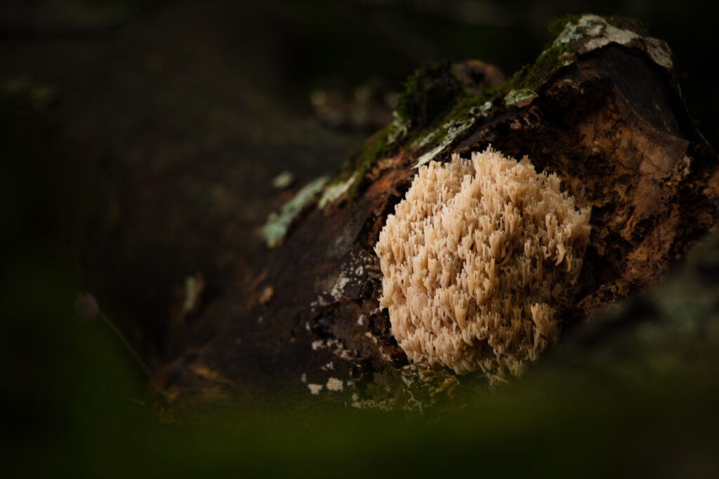 Fungo coralloide del genere Artomyces - Foto di Francesco Lemma