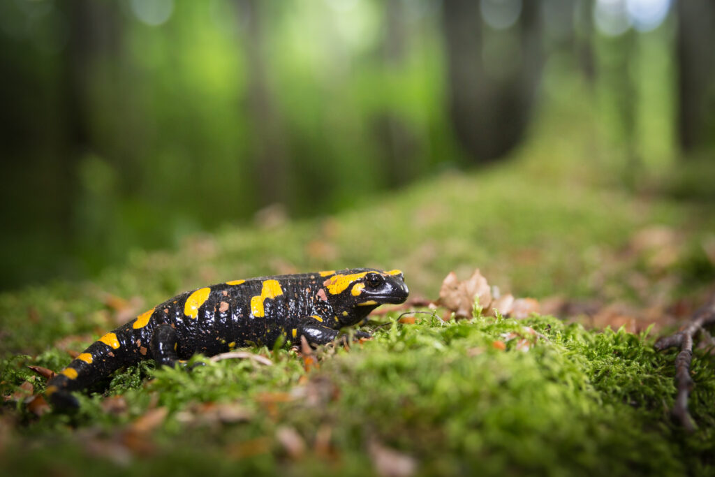 Salamandra pezzata - Foto di Francesco Lemma
