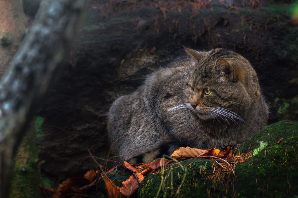 Il raro gatto selvatico - Foto di Francesco Lemma