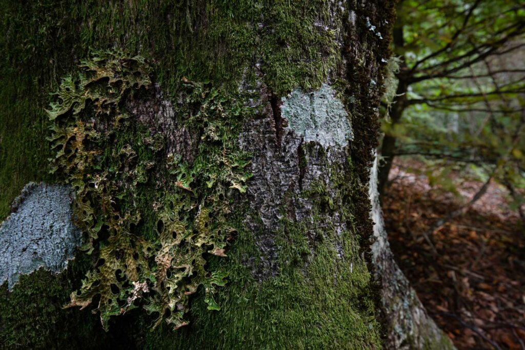 Il licheno foglioso Lobaria pulmonaria - Foto di Francesco Lemma