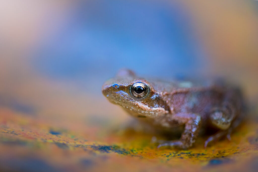 Una piccola rana appennica - Foto di Francesco Lemma