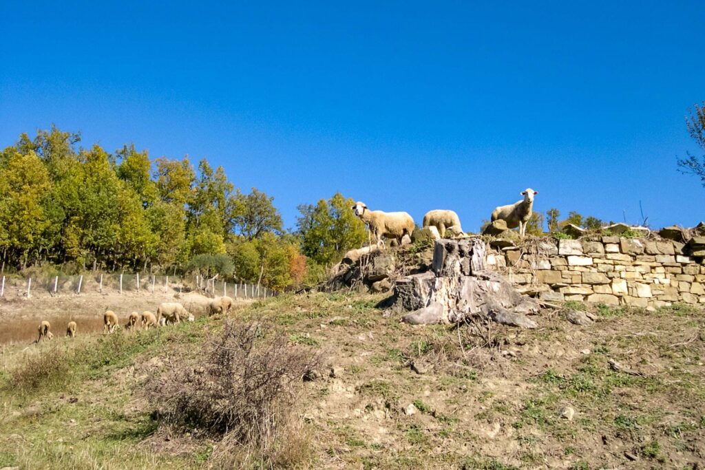 Pollino-Attivita-pecore.jpg